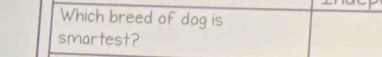 Which breed of dog is 
smartest?