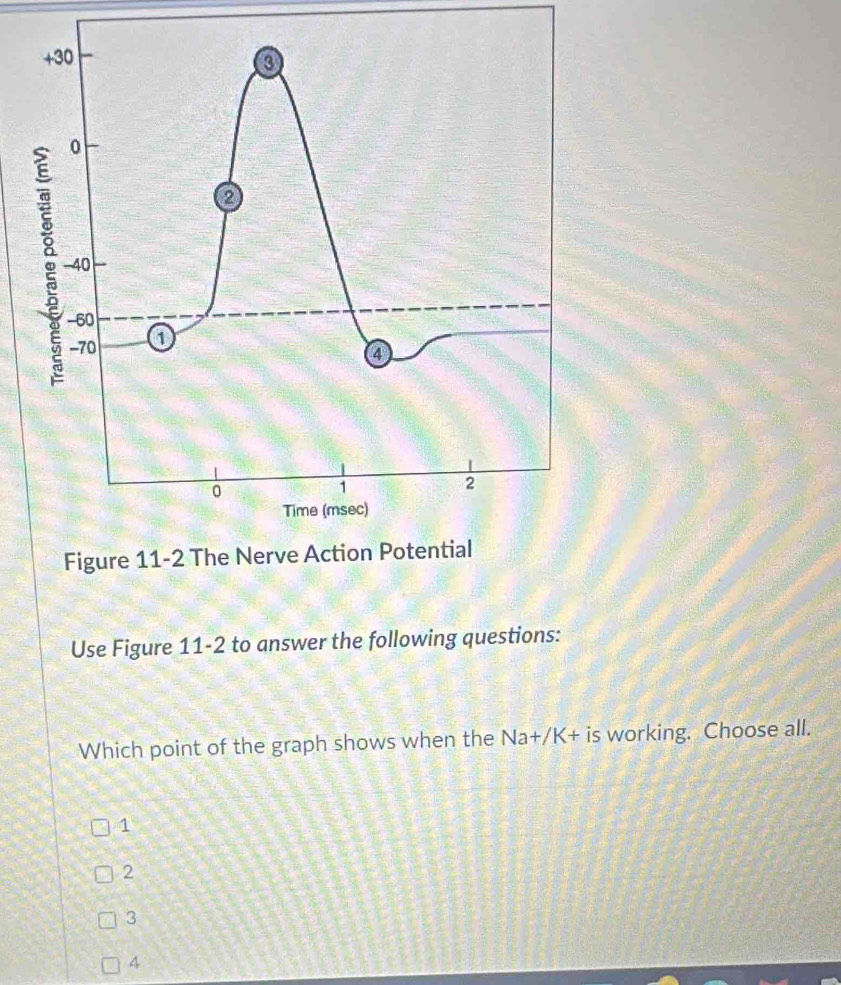 + 30 o
0
6 -40
-60
-70 o
Q
0
1
2
Time (msec)
Figure 11-2 The Nerve Action Potential
Use Figure 11-2 to answer the following questions:
Which point of the graph shows when the Na+/K + is working. Choose all.
1
2
3
4