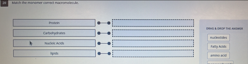 Match the monomer correct macromolecule. 
Protein 
DRAG & DROP THE ANSWER 
Carbohydrates 
nucleotides 
Nucleic Acids 
Fatty Acids 
lipids 
amino acid