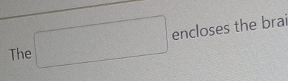 The □ encloses the brai