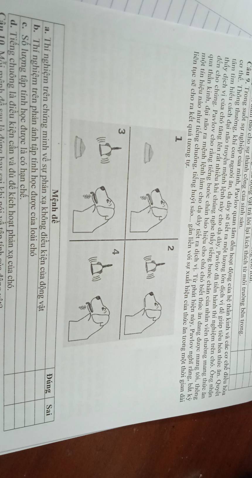 bao cho sự thành công của sinh sản.
lộng vật trả lời lại kích thích từ môi trường bên trong.
Câu 9. Trong suốt sự nghiệp của mình, Pavlov quan tâm đến hoạt động của hệ thần kinh và các cơ chế điều hòa
cơ thể. Thông thường, khi con người ăn, dạ dày sẽ tiết ra một lượng lớn dịch vị để giúp tiêu hóa thức ăn. Quyết
tâm tìm hiều cách đại não truyền mệnh lệnh này cho dạ dày, Pavlov đã tiên hành thí nghiệm trên chó. Ông nhân
thấy dịch vị của chó tăng lên rất nhiều khi chúng nghe thấy tiếng bước chân của nhân viên thường mang thức ăn
dến cho chúng. Pavlov cho rằng tiếng bước chân báo hiệu cho chú chó biết thức ăn dang được mang tới, thông
qua thần kinh, đại não ra mệnh lệnh làm cho dạ dày tiết ra dịch vị. Từ phát hiện này, Pavlov nghĩ rằng, bất kỳ
một tín hiệu nào như tiếng chuông, tiếng huýt sảo... găn liền với sự xuất hiện của thức ăn trong một thời gian dài
liên tục sẽ cho ra kết quả tương tự.
1
2
3
4
Mệnh đề
Đúng Sai
a. Thí nghiệm trên chứng minh về sự phản xạ không điều kiện của động vật
b. Thí nghiệm trên phản ánh tập tính học được của loài chó
c. Số lượng tập tính học được là có hạn chế.
d. Tiếng chuông là điều kiện cần và dủ để kích hoạt phản xạ của chó.
Câu 10 Mô