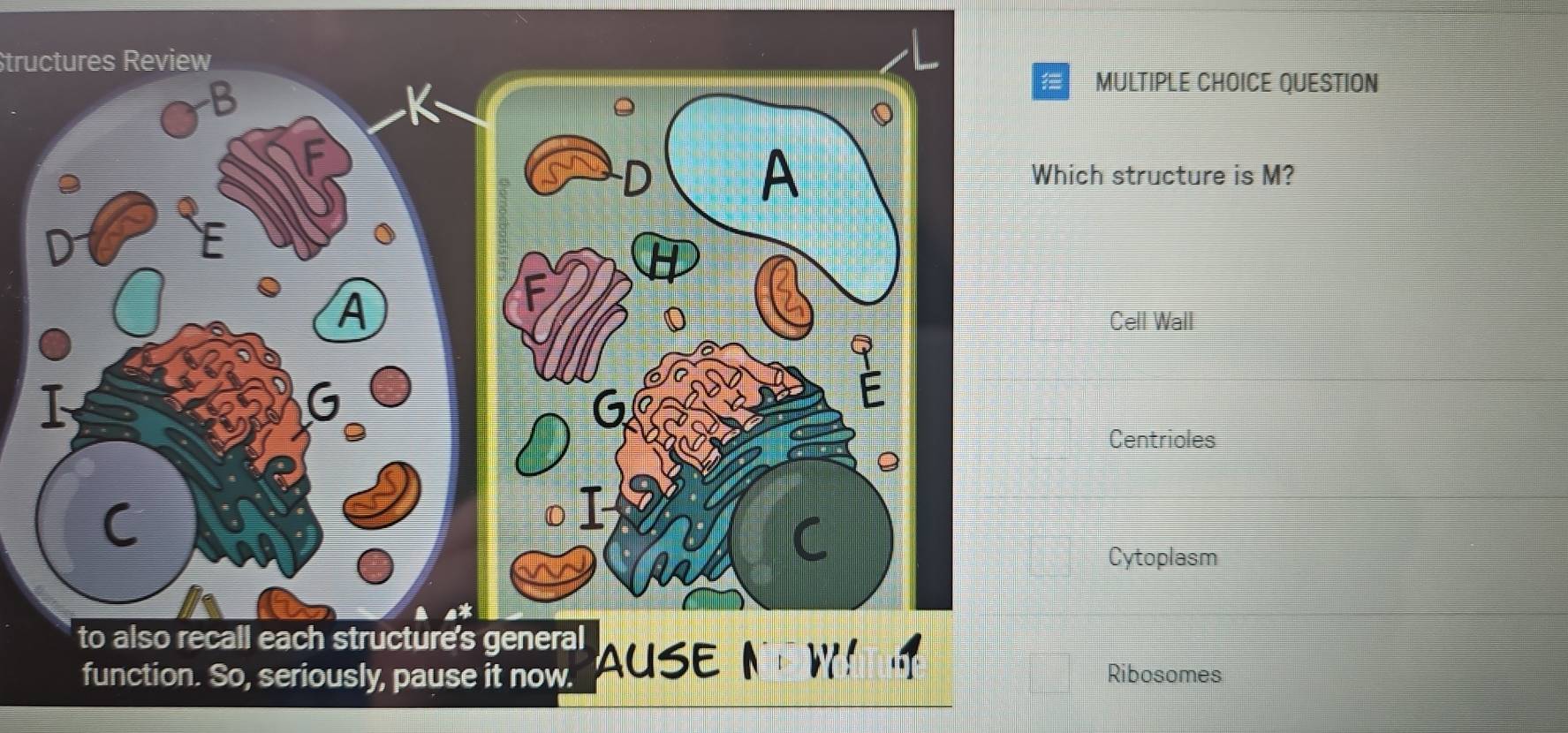 tructures Review
B
MULTIPLE CHOICE QUESTION
Which structure is M?
D
A
Cell Wall
T
G
Centrioles
C
Cytoplasm
to also recall each structure's general AUSE A
function. So, seriously, pause it now. Ribosomes