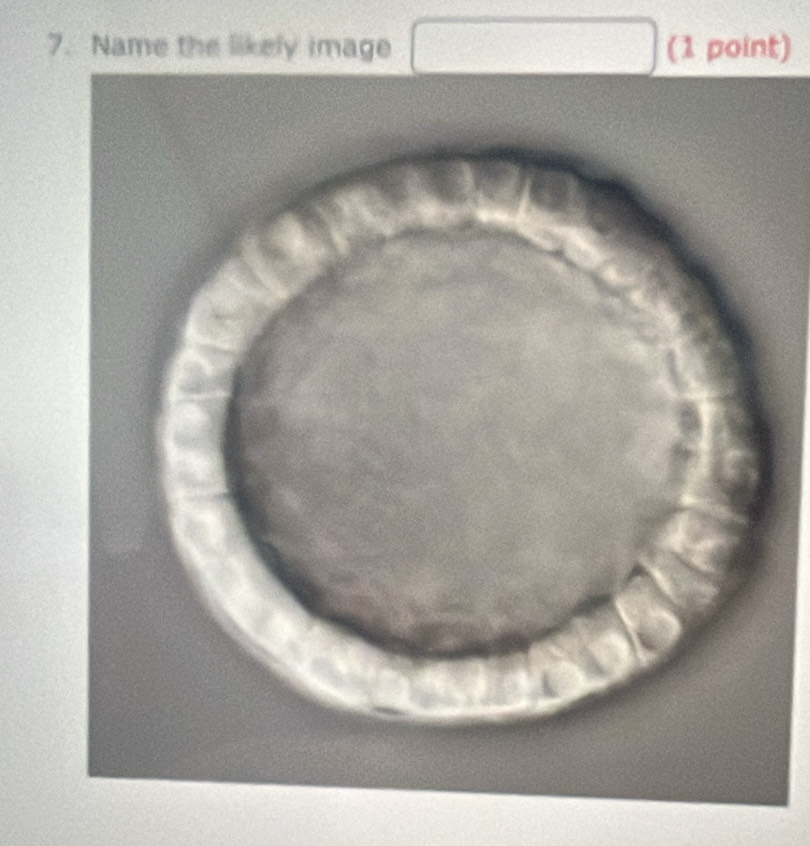 Name the likely image (1 point)