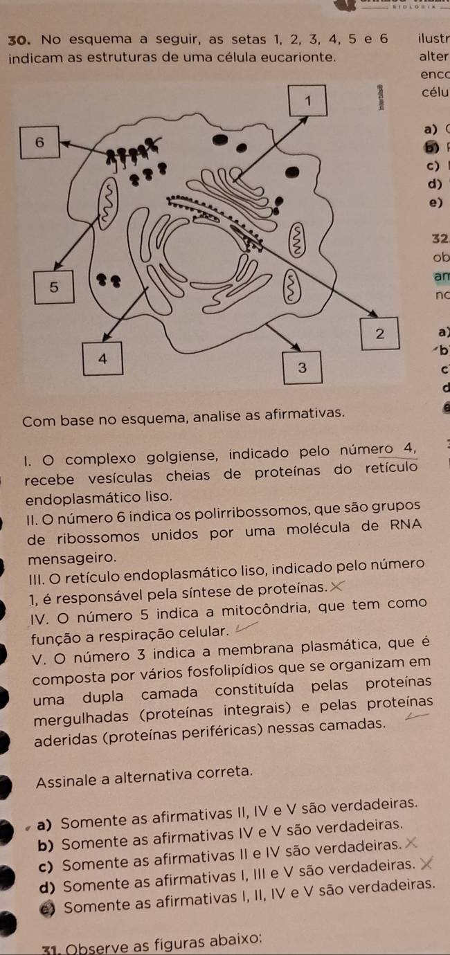 No esquema a seguir, as setas 1, 2, 3, 4, 5 e 6 ilustr
indicam as estruturas de uma célula eucarionte. alter
enco
célu
a) (
b)
)
)
e)
32
ob
an
no
a)
b
C
r
Com base no esquema, analise as afirmativas.
I. O complexo golgiense, indicado pelo número 4,
recebe vesículas cheias de proteínas do retículo
endoplasmático liso.
II. O número 6 indica os polirribossomos, que são grupos
de ribossomos unidos por uma molécula de RNA
mensageiro.
III. O retículo endoplasmático liso, indicado pelo número
1, é responsável pela síntese de proteínas.
IV. O número 5 indica a mitocôndria, que tem como
função a respiração celular.
V. O número 3 indica a membrana plasmática, que é
composta por vários fosfolipídios que se organizam em
uma dupla camada constituída pelas proteínas
mergulhadas (proteínas integrais) e pelas proteínas
aderidas (proteínas periféricas) nessas camadas.
Assinale a alternativa correta.
a) Somente as afirmativas II, IV e V são verdadeiras.
b) Somente as afirmativas IV e V são verdadeiras.
c) Somente as afirmativas II e IV são verdadeiras.
d) Somente as afirmativas I, III e V são verdadeiras.
e) Somente as afirmativas I, II, IV e V são verdadeiras.
31 Observe as figuras abaixo: