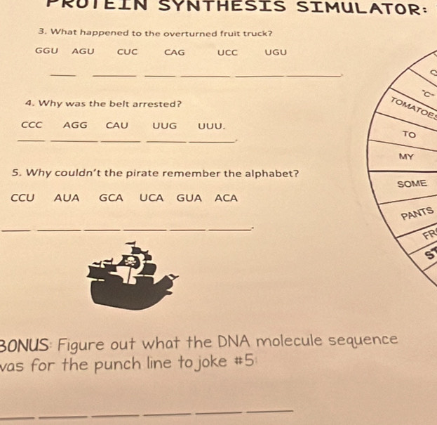 PRUTÉIN SYNTHESIS SIMULATOR: 
3. What happened to the overturned fruit truck? 
GGU AGU CUC CAG UCC UGU 
_ 
___ 
_.. 
"C- 
4. Why was the belt arrested? 
TOMATOE 
CCC AGG CAU UUG UUU. 
__ 
__ 
5. Why couldn’t the pirate remember the alphabet? 
E 
CCU AUA GCA UCA GUA ACA 
TS 
_ 
_. 
FR 
5 
BONUS: Figure out what the DNA molecule sequence 
was for the punch line tojoke #5 
_ 
_ 
_ 
_ 
_