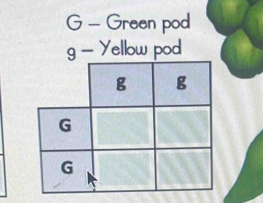 Green pod
9-y allow pod