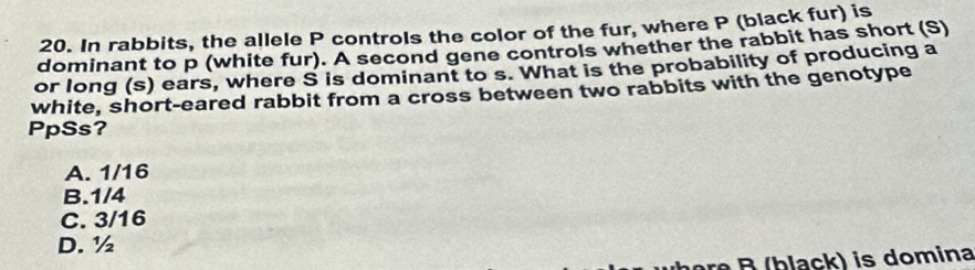 In rabbits, the allele P controls the color of the fur, where P (black fur) is
dominant to p (white fur). A second gene controls whether the rabbit has short (S)
or long (s) ears, where S is dominant to s. What is the probability of producing a
white, short-eared rabbit from a cross between two rabbits with the genotype
PpSs?
A. 1/16
B. 1/4
C. 3/16
D. ½
hore B (black) is domina