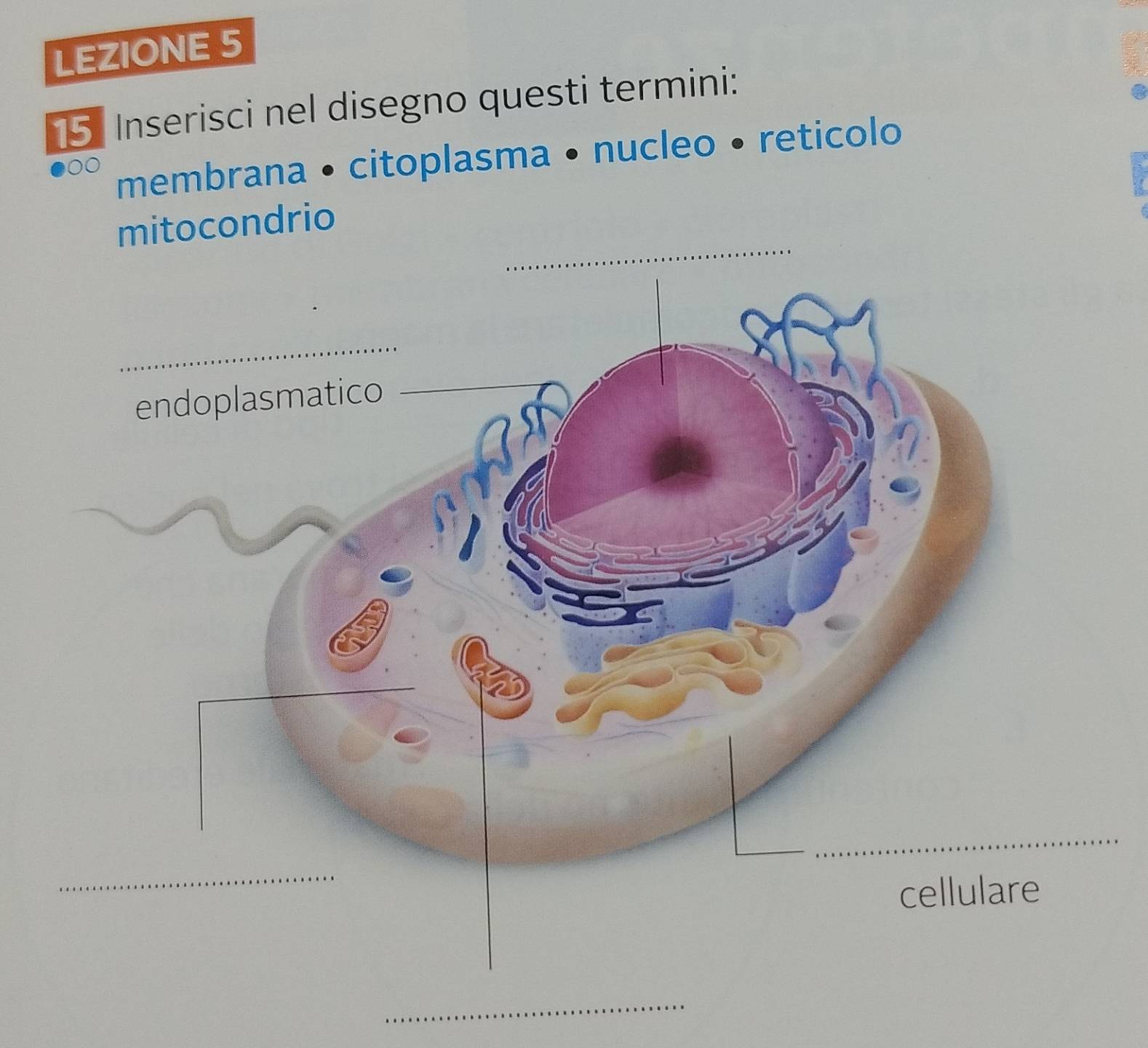 LEZIONE 5 
15. Inserisci nel disegno questi termini: 
membrana • citoplasma • nucleo • reticolo 
mitocondrio 
_ 
_