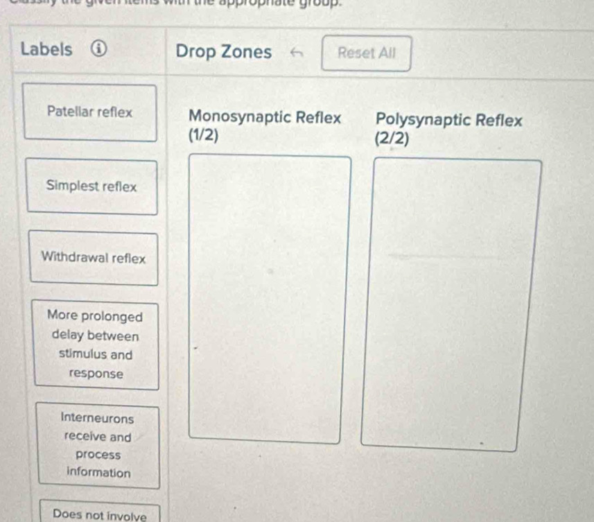 the approphate group. 
Labels Drop Zones Reset All 
Pateliar reflex Monosynaptic Reflex Polysynaptic Reflex
(1/2) (2/2) 
Simplest reflex 
Withdrawal reflex 
More prolonged 
delay between 
stimulus and 
response 
Interneurons 
receive and 
process 
information 
Does not involve