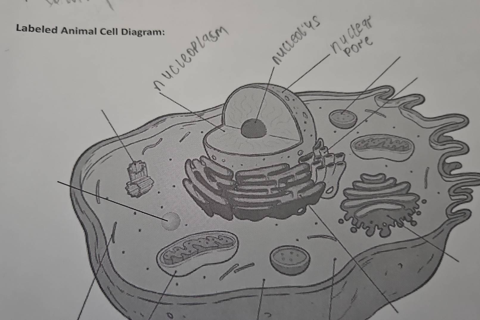 Labeled Animal Cell Diagram: