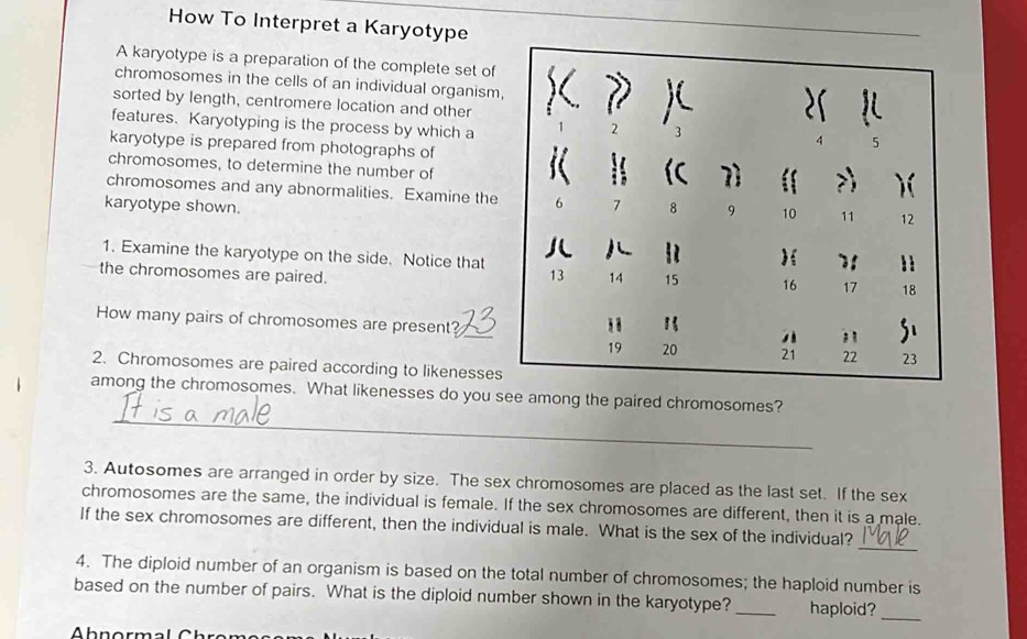 How To Interpret a Karyotype 
A karyotype is a preparation of the complete set of 
chromosomes in the cells of an individual organism 
sorted by length, centromere location and other 
features. Karyotyping is the process by which a 
karyotype is prepared from photographs of 
chromosomes, to determine the number of 
chromosomes and any abnormalities. Examine the 
karyotype shown. 
1. Examine the karyotype on the side. Notice that 
the chromosomes are paired. 
How many pairs of chromosomes are present?_ 
2. Chromosomes are paired according to likenesses 
_ 
among the chromosomes. What likenesses do you see among the paired chromosomes? 
3. Autosomes are arranged in order by size. The sex chromosomes are placed as the last set. If the sex 
chromosomes are the same, the individual is female. If the sex chromosomes are different, then it is a male. 
_ 
If the sex chromosomes are different, then the individual is male. What is the sex of the individual? 
4. The diploid number of an organism is based on the total number of chromosomes; the haploid number is 
_ 
based on the number of pairs. What is the diploid number shown in the karyotype? _haploid?