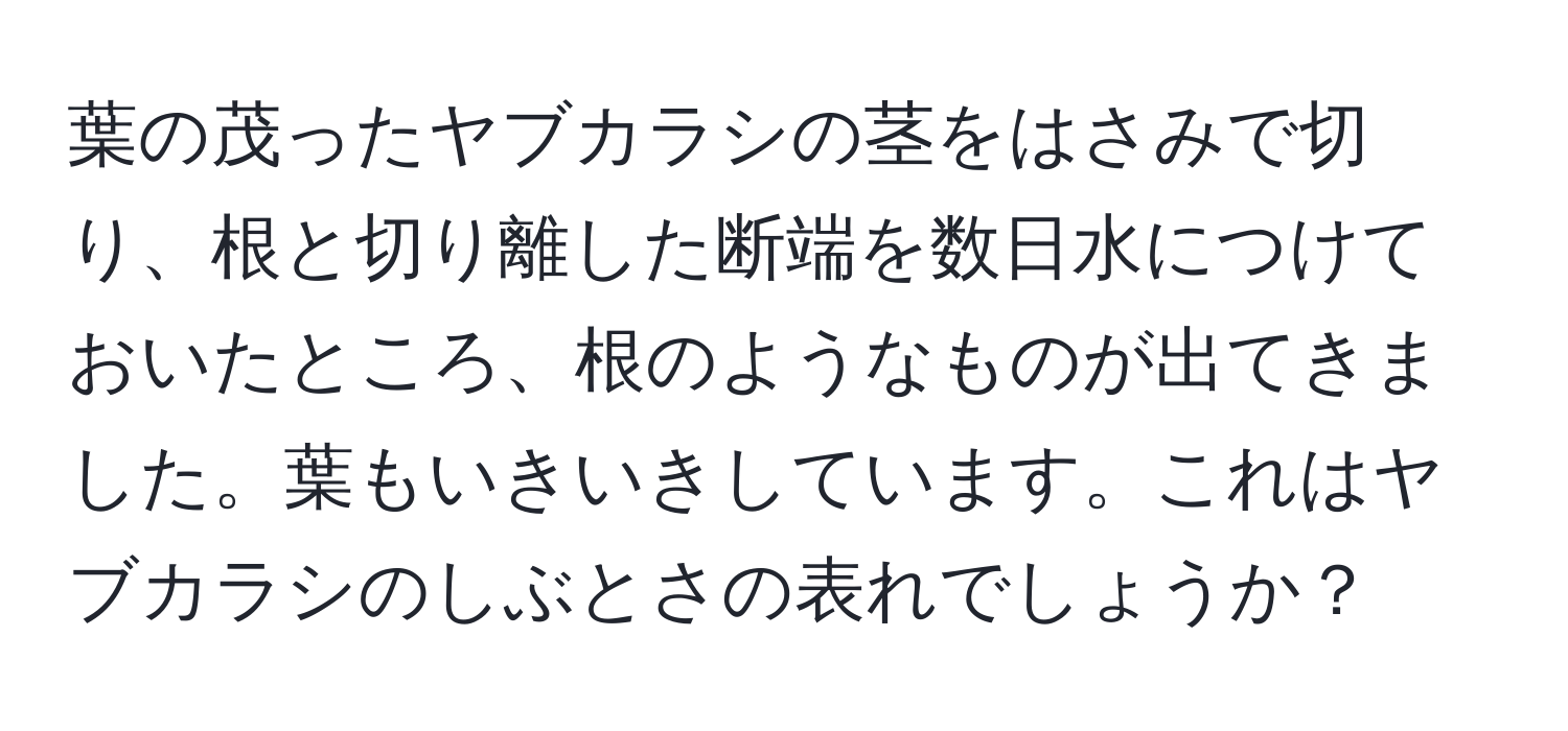 葉の茂ったヤブカラシの茎をはさみで切り、根と切り離した断端を数日水につけておいたところ、根のようなものが出てきました。葉もいきいきしています。これはヤブカラシのしぶとさの表れでしょうか？