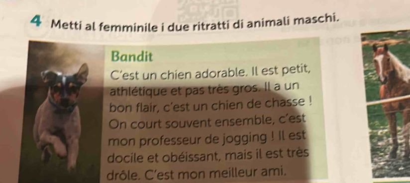 Metti al femminile i due ritratti di animali maschi. 
Bandit 
C’est un chien adorable. Il est petit, 
athlétique et pas très gros. Il a un 
bon flair, c'est un chien de chasse ! 
On court souvent ensemble, c’est 
mon professeur de jogging ! Il est 
docile et obéissant, mais il est très 
drôle. C’est mon meilleur ami.