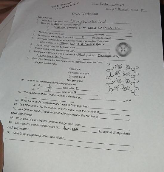 Thể O gramanas Of clapo as plotes" Name_ 
_ 
Date _Persod 
DNA Worksheet 
1. What does D stand for? DNA Structure 
2. What are the 5 main functions of DNA? 
_ 
_ 
_ 
3. Monamer of nucleis aold? 
Polymers? 
4. How many strands does DNA have? 
_ 
5. Roseland Frankland's x -ray diffraction image was used by Watson and What is its shape?_ 
Crick to discover? 
6. DNA in eukaryotes can be found in the 
7. DNA in prokaryotes can be found in the_ 
__ 
8. What are the three parts of a nucleotide?_ 
9. Draw lines linking the following terms to their location on the DNA 
diagram on the right. 
Phosphate 
Deoxyribose sugar 
Hydrogen bond 
Nitrogen base 
_ 
10. Write in the complimentary base pair names 
8. G 
pairs with 
b. T_ pairs with_ 
_ 
_ 
11. The backbone of the double helix has alternating 
and 
12. What bond holds complimentary bases of DNA together? 
13. In a DNA molecule, the number of cytosines equals the number of 
14. In a DNA molecule, the number of adenines equals the number of_ 
DNA and Genes 
. 
15. What part of a nucleotide contains the genetic code?_ 
16. The sequence of nitrogen bases is_ 
DNA Replication 
_ 
for almost all organisms. 
_ 
17. What is the purpose of DNA replication? 
_ 
_ 
_ 
_