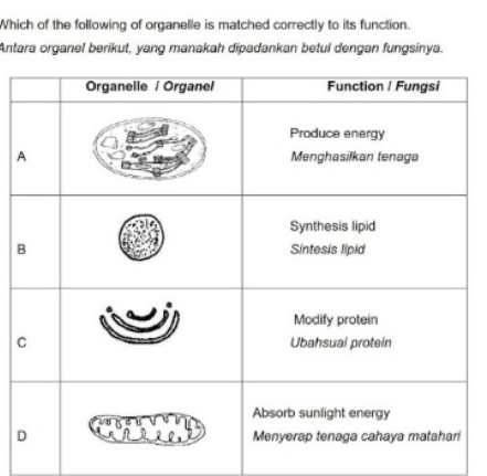 Which of the following of organelle is matched correctly to its function.
Antara organel berikut, yang manakah dipadankan betul dengan fungsinya.
A
B
C
D