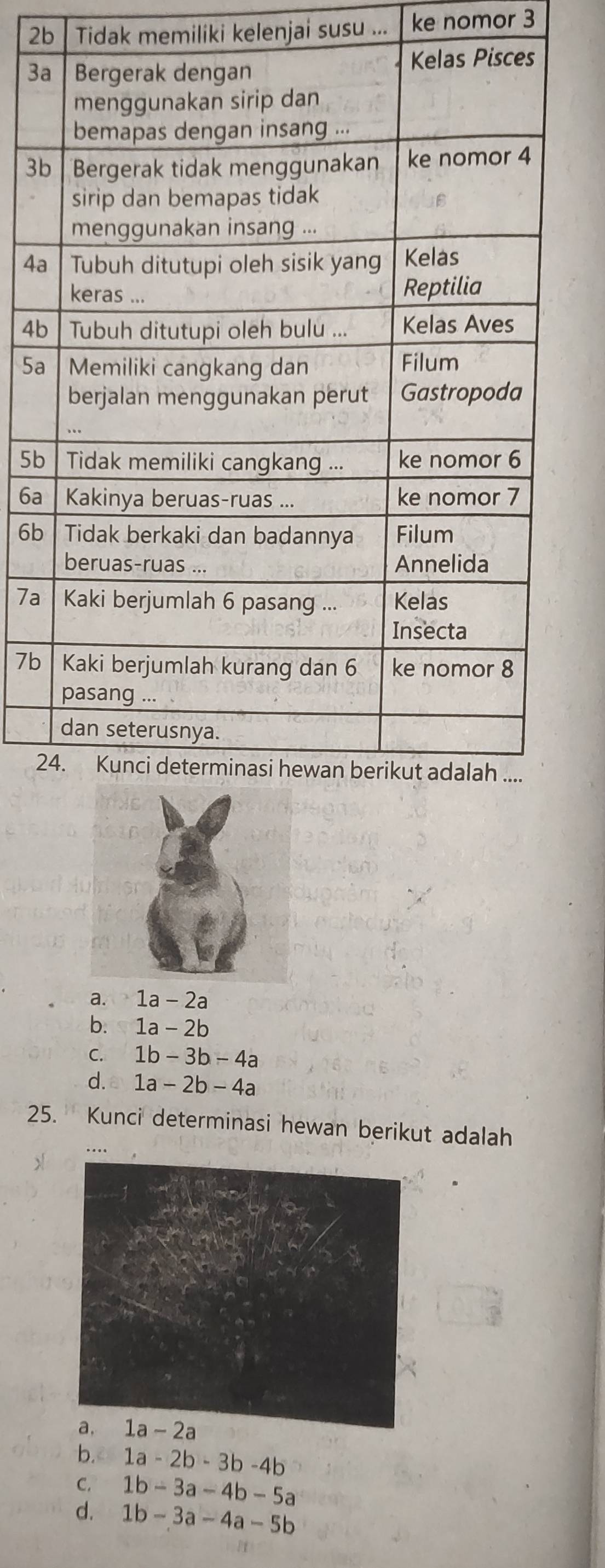 2b Tidak memiliki kelenjai susu ... ke nomor 3
3
3
4a
4b
5a
5b
6a
6b
7a
7b
2
a. 1a-2a
b. 1a-2b
C. 1b-3b-4a
d. 1a-2b-4a
25. Kunci determinasi hewan berikut adalah
b. 1a-2b-3b-4b
C. 1b-3a-4b-5a
d. 1b-3a-4a-5b