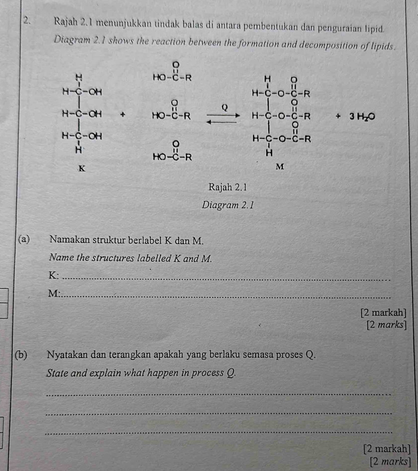 Rajah 2.1 menunjukkan tindak balas di antara pembentukan dan penguraian lipíd
Diagram 2.1 shows the reaction between the formation and decomposition of lipids.
Rajah 2.1
Diagram 2.1
(a) Namakan struktur berlabel K dan M.
Name the structures labelled K and M.
K:_
M:_
[2 markah]
[2 marks]
(b) Nyatakan dan terangkan apakah yang berlaku semasa proses Q.
State and explain what happen in process Q.
_
_
_
[2 markah]
[2 marks]