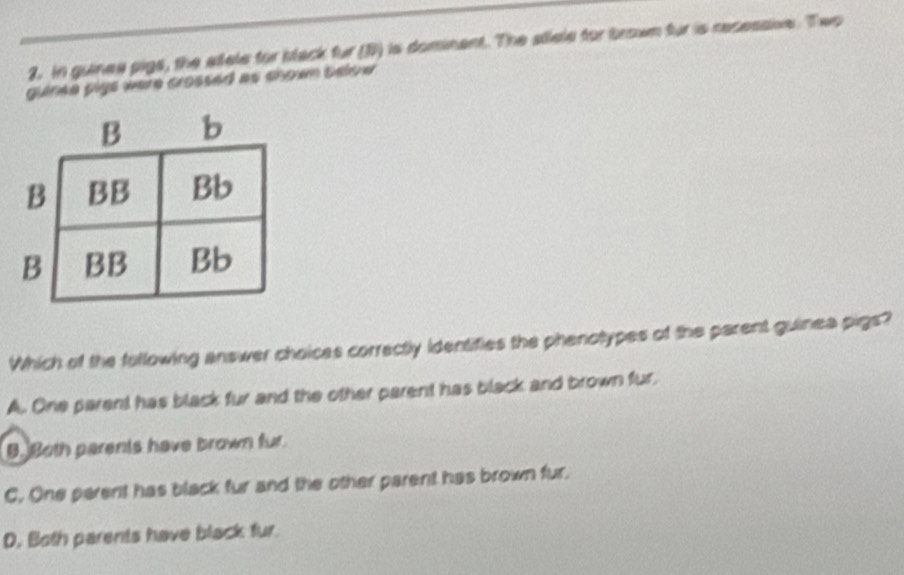 In guinea pigs, the allele for black fur (B) is dominent. The silele for brown fur is recessive. Twp
guiree pigs were crossed as shown below.
Which of the following answer choices correctly identifies the phenotypes of the parent guinea pigs?
A. One parent has black fur and the other parent has black and brown fur
B. Both parents have brown fur.
C. One perent has black fur and the other parent has brown fur.
D. Both parents have black fur.