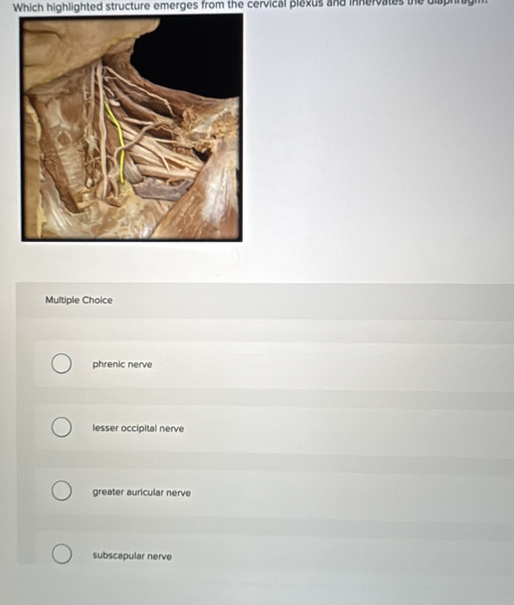 Which highlighted structure emerges from the cervical plexus and innervates the diaphragm
Multiple Choice
phrenic nerve
lesser occipital nerve
greater auricular nerve
subscapular nerve