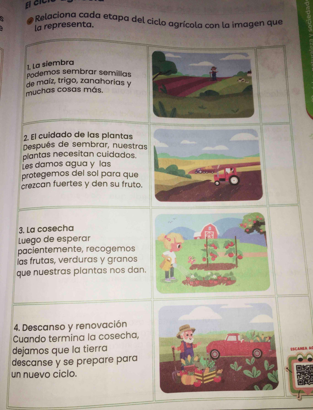 Relaciona cada etapa del ciclo agrícola con la imagen que 
la representa. 
1 
1. La siembra 
Podemos sembrar semillas 
de maíz, trigo, zanahorias y 
muchas cosas más. 
2. El cuidado de las plantas 
Después de sembrar, nuestras 
plantas necesitan cuidados. 
Les damos agua y las 
protegemos del sol para que 
crezcan fuertes y den su fruto. 
3. La cosecha 
Luego de esperar 
pacientemente, recogemos 
las frutas, verduras y granos 
que nuestras plantas nos dan. 
4. Descanso y renovación 
Cuando termina la cosecha, 
dejamos que la tierra 
ESCANEA A 
descanse y se prepare para 
un nuevo ciclo.