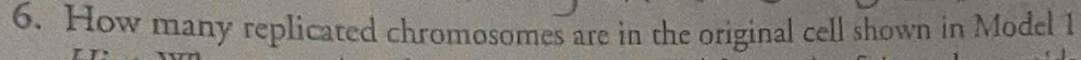 How many replicated chromosomes are in the original cell shown in Model 1