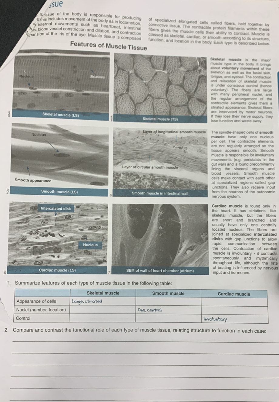 ssue
rissue of the body is responsible for producing of specialized elongated cells called fibers, held together by
rhis includes movement of the body as in locomotion. connective tissue. The contractile protein filaments within these
S internal movements such as heartbeat, intestinal fibers gives the muscle cells their ability to contract. Muscle is
O is, blood vessel constriction and dilation, and contraction classed as skeletal, cardiac, or smooth according to its structure.
Spansion of the iris of the eye. Muscle tissue is composed function, and location in the body. Each type is described below.
Features of Muscle Tissue
keletal muscle is the major
uscle type in the body. It brings
bout voluntary movement of the
keleton as well as the facial skin,
ongue, and eyeball. The contraction
nd relaxation of skeletal muscle
s under conscious control (hence
oluntary). The fibers are large
ith many peripheral nuclei, and
he regular arrangement of the
ontractile elements gives them a
triated appearance. Skeletal fibers
re innervated by motor neurons.
f they lose their nerve supply, they
ose function and waste away.
he spindle-shaped cells of smooth
muscle have only one nucleus
er cell. The contractile elements
re not regularly arranged so the
issue appears smooth. Smooth
uscle is responsible for involuntary
movements (e.g. peristalsis in the
ut wall) and is found predominantly
ining the visceral organs and
lood vessels. Smooth muscle
ells make contact with each other
at specialized regions called gap
unctions. They also receive input
Smooth muscle (LS) rom the neurons of the autonomic
ervous system.
Cardiac muscle is found only in
he heart. It has striations, like
keletal muscle, but the fibers
re short and branched and
usually have only one centrally
ocated nucleus. The fibers are
oined at specialized intercalated 
disks with gap junctions to allow
apid communication between
he cells. Contraction of cardiac
muscle is involuntary - it contracts
spontaneously and rhythmically
throughout life, although the rate
of beating is influenced by nervous
nput and hormones.
1. Summarize features of each type of muscle tissue in the following table:
2. Compare and contrast the functional role of each type of muscle tissue, relating structure to function in each case:
_
_
_
_
_
_