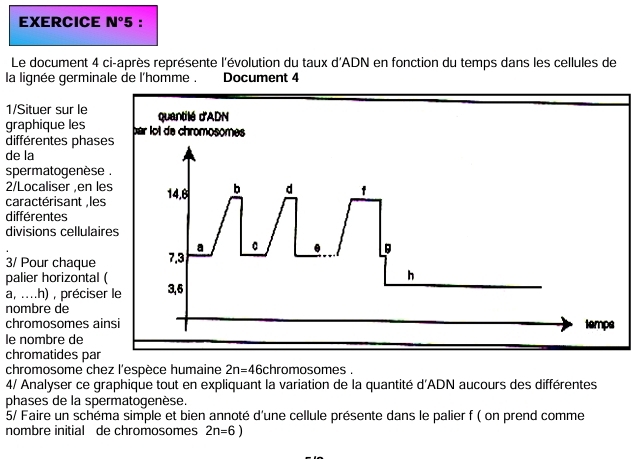 EXERCICE N°5 ; 
Le document 4 ci-après représente l'évolution du taux d'ADN en fonction du temps dans les cellules de 
la lignée germinale de l'homme . Document 4 
1/Situer sur le quantilé d'ADN 
graphique les Iol de chromosomes 
différentes phases 
de la 
spermatogenèse . 
2/Localiser ,en les 
caractérisant ,les 
différentes 
divisions cellulaires 
3/ Pour chaque 
palier horizontal ( 
a, ....h) , préciser le 
nombre de 
chromosomes ainsi 
le nombre de 
chromatides par 
chromosome chez l'espèce humaine 2n=46cl hromosomes . 
4/ Analyser ce graphique tout en expliquant la variation de la quantité d'ADN aucours des différentes 
phases de la spermatogenèse. 
5/ Faire un schéma simple et bien annoté d'une cellule présente dans le palier f ( on prend comme 
nombre initial de chromosomes 2n=6)