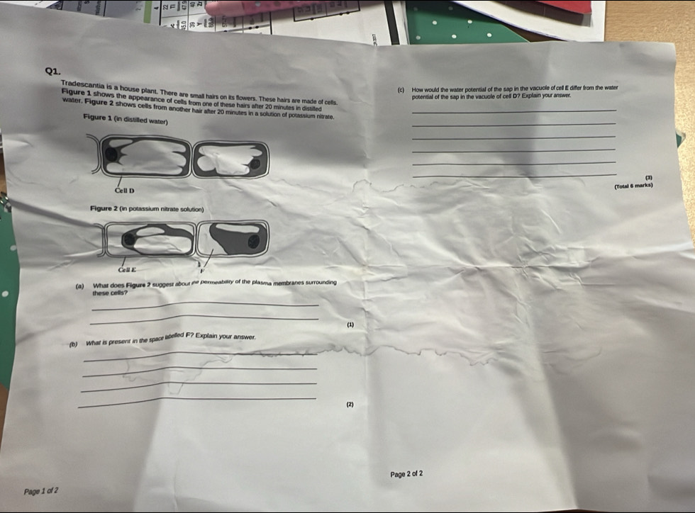 How would the water potential of the sap in the vacuole of cell E differ from the water 
Tradescantia is a house plant. There are small hairs on its flowers. These hairs are made of cells. 
potentiall of the sap in the vacuole of cell D? Explain your answer. 
Figure 1 shows the appearance of cells from one of these hairs after 20 minutes in distilfed 
_ 
water. Figure 2 shows cells from another hair after 20 minutes in a solution of potassium nitrate_ 
Figure 1 (in distilled water) 
_ 
_ 
_ 
_ 
(3) 
CelD 
(Total 6 marks) 
Figure 2 (in potassium nitrate solution) 
Če £ 
(a) What does Figure 2 suggest abour he permeability of the plasma membranes surrounding 
these cells? 
_ 
_ 
(2) 
_ 
(b) What is present in the space iabelled F? Explain your answer. 
_ 
_ 
_ 
(2) 
Page 2 of 2 
Page 1 of 2