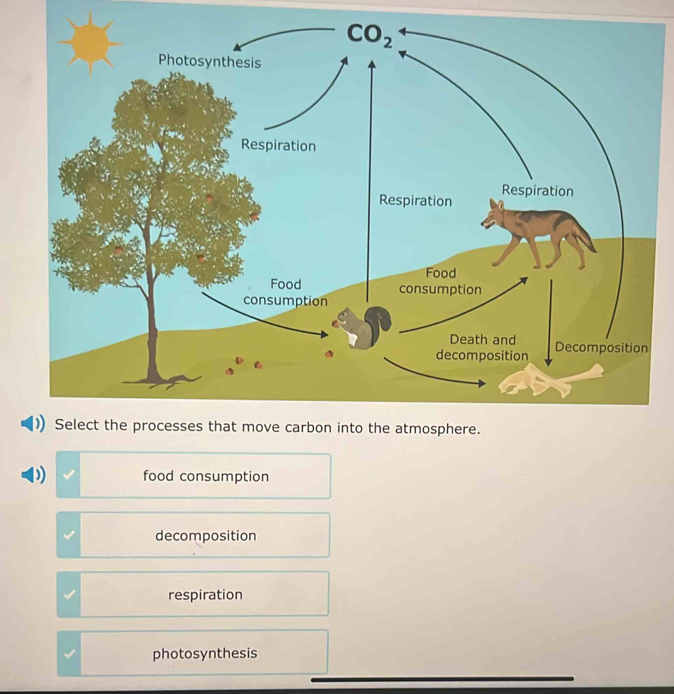 food consumption
decomposition
respiration
I photosynthesis