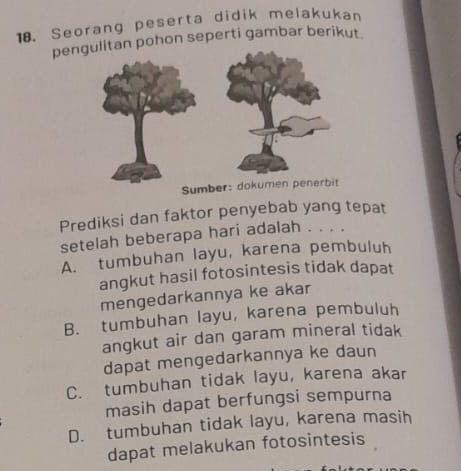 Seorang peserta didik melakukan
penpohon seperti gambar berikut.
Prediksi dan faktor penyebab yang tepat
setelah beberapa hari adalah . . . .
A. tumbuhan layu, karena pembuluh
angkut hasil fotosintesis tidak dapat
mengedarkannya ke akar
B. tumbuhan layu, karena pembuluh
angkut air dan garam mineral tidak
dapat mengedarkannya ke daun
C. tumbuhan tidak layu, karena akar
masih dapat berfungsi sempurna
D. tumbuhan tidak layu, karena masih
dapat melakukan fotosintesis