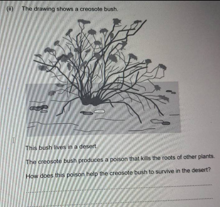 Solved: (ii) The drawing shows a creosote bush. This bush lives in a ...