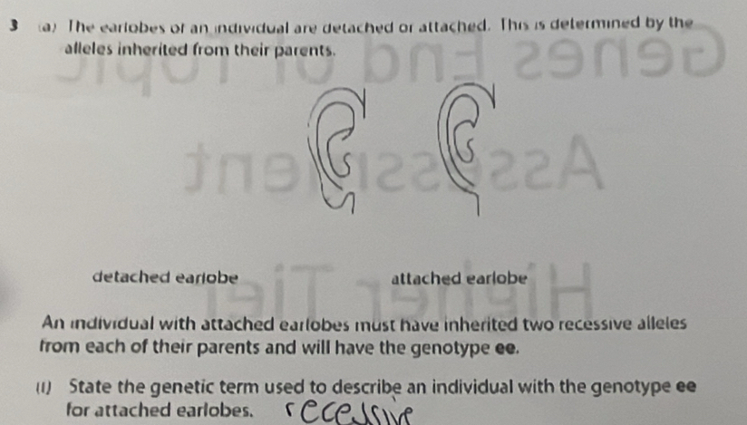 The earlobes of an individual are detached or attached. This is determined by the 
alleles inherited from their parents. 
detached eariobe attached earlobe 
An individual with attached earlobes must have inherited two recessive alleles 
from each of their parents and will have the genotype ee. 
(1) State the genetic term used to describe an individual with the genotype ee 
for attached earlobes.