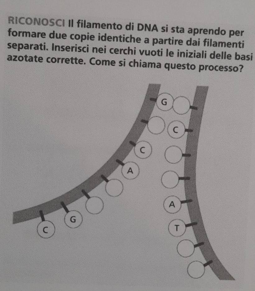 RICONOSCI II filamento di DNA si sta aprendo per 
formare due copie identiche a partire dai filamenti 
separati. Inserisci nei cerchi vuoti le iniziali delle basi 
azotate corrette. Come si chiama questo processo?