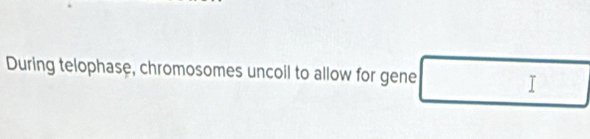 During telophase, chromosomes uncoil to allow for gene^