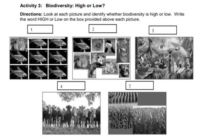 Activity 3: Biodiversity: High or Low? 
Directions: Look at each picture and identify whether biodiversity is high or low. Write 
the word HIGH or Low on the box provided above each picture. 
1 
2 
3 
4 
5