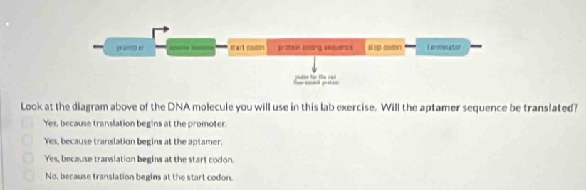 Look at the diagram above of the DNA molecule you will use in this lab exercise. Will the aptamer sequence be translated?
Yes, because translation begins at the promoter.
Yes, because translation begins at the aptamer.
Yes, because translation begins at the start codon.
No, because translation begins at the start codon.