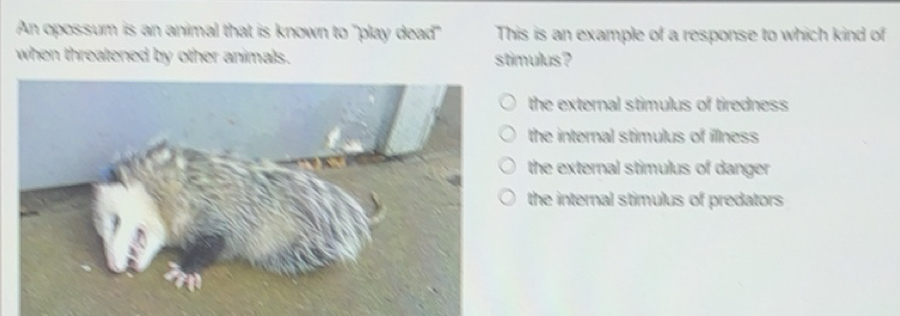 Solved: An opossum is an animal that is known to ''play dead' This is ...