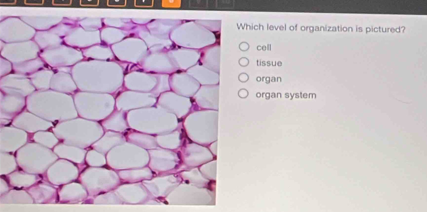 ich level of organization is pictured?
cell
tissue
organ
organ system