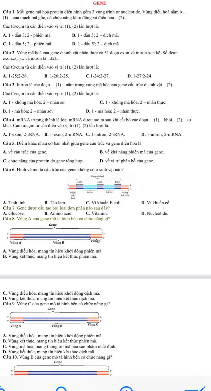 GENE
Câu 1. Mỗi gene mã hoá protein điển hình gồm 3 vùng trình tự nucleotide. Vùng điều hoà nằm ở ...
(1)... của mạch mã gốc, có chức năng khởi động và điều hòa ...(2)...
Các từ/cụm từ cần điền vào vị trí (1), (2) lần lượt là:
A. 1 - đầu 3; 2 - phiên mã. B. 1 - đầu 3; 2 - dịch mã.
C. 1 - đầu 5; 2 - phiên mã. D. 1 - đầu 5'; 2 - dịch mã.
Câu 2. Vùng mã hoá của gene ở sinh vật nhân thực có 51 đoạn exon và intron xen kẽ. Số đoạn
exon...(1)... và intron là ...(2)...
Các từ/cụm từ cần điền vào vị trí (1), (2) lần lượt là:
A. 1-25;2-26. B. 1-26;2-25. C.1-24:2-27. D. 1-27:2-24.
Câu 3. Intron là các đoạn ... (1)... nằm trong vùng mã hóa của gene cấu trúc ở sinh vật ...(2)...
Các từ/cụm từ cần điền vào vị trí (1), (2) lần lượt là:
A. 1 - không mã hóa; 2 - nhân sơ. C. 1 - không mã hóa; 2 - nhân thực.
B. 1 - mã hóa; 2 - nhân sơ, D. 1 - mã hóa; 2 - nhân thực.
Câu 4. mRNA trưởng thành là loại mRNA được tạo ra sau khi cắt bỏ các đoạn ... (1)... khỏi ...(2)... sơ
khai. Các từ/cụm từ cần điền vào vị trí (1), (2) lần lượt là:
A. 1-exon; 2-rRNA. B. 1-exon; 2-mRNA. C. 1-intron; 2-rRNA. D. 1-intron; 2-mRNA.
Câu 5. Điểm khác nhau cơ bản nhất giữa gene cấu trúc và gene điều hoà là
A. về cấu trúc của gene. B. vhat e khả năng phiên mã của gene.
C. chức năng của protein do gene tông hợp. D. về vị trí phân bố của gene.
Câu 6. Hình vẽ mô tả cấu trúc của gene không có ở sinh vật nào?
A. Tinh tinh. B. Tảo lam. C. Vi khuẩn E.coli. D. Vi khuẩn cổ.
Câu 7. Gene được cấu tạo bởi loại đơn phân nào sau đây?
A. Glucose. B. Amino acid. C. Vitamin. D. Nucleotide.
Câu 8. Vùng A của gene mô tả hình bên có chức năng gì?
A. Vùng điều hòa, mang tín hiệu khởi động phiên mã.
B. Vùng kết thúc, mang tín hiệu kết thúc phiên mã.
C. Vùng điều hòa, mang tín hiệu khởi động dịch mã.
D. Vùng kết thúc, mang tín hiệu kết thúc dịch mã.
Câu 9. Vùng C của gene mô tả hình bên có chức năng gì?
Gene
Vùng A Vùng B Vùng C
A. Vùng điều hòa, mang tín hiệu khởi động phiên mã.
B. Vùng kết thúc, mang tín hiệu kết thúc phiên mã.
C. Vùng mã hóa, mang thông tin mã hóa sản phẩm nhất định.
D. Vùng kết thúc, mang tín hiệu kết thúc dịch mã.
Câu 10. Vùng B của gene mô tả hình bên có chức năng gì?
Gene