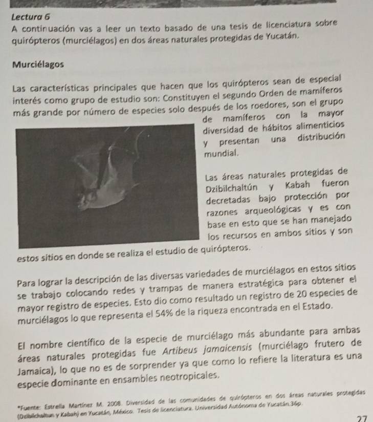 Lectura 6
A continuación vas a leer un texto basado de una tesis de licenciatura sobre
quirópteros (murciélagos) en dos áreas naturales protegidas de Yucatán.
Murciélagos
Las características principales que hacen que los quirópteros sean de especial
interés como grupo de estudio son: Constituyen el segundo Orden de mamíferos
más grande por número de especies solo después de los roedores, son el grupo
de mamíferos con la mayor
iversidad de hábitos alimenticios
presentan una distribución
undial.
as áreas naturales protegidas de
zibilchaltún y Kabah fueron
ecretadas bajo protección por
azones arqueológicas y es con
ase en esto que se han manejado
os recursos en ambos sitios y son
estos sitios en donde se realiza el esirópteros.
Para lograr la descripción de las diversas variedades de murciélagos en estos sitios
se trabajo colocando redes y trampas de manera estratégica para obtener el
mayor registro de especies. Esto dio como resultado un registro de 20 especies de
murciélagos lo que representa el 54% de la riqueza encontrada en el Estado.
El nombre científico de la especie de murciélago más abundante para ambas
áreas naturales protegidas fue Artibeus jumoicensis (murciélago frutero de
Jamaica), lo que no es de sorprender ya que como lo refiere la literatura es una
especie dominante en ensambles neotropicales.
*Fuente: Estrella Martínez M. 2008. Diversidad de las comunidades de quirópteros en dos áreas naturales protegidas
(Dsibilchaltun y Kabah) en Yucatán, México. Tesis de licenciatura. Universidad Autónoma de Yucatán.36p.
27