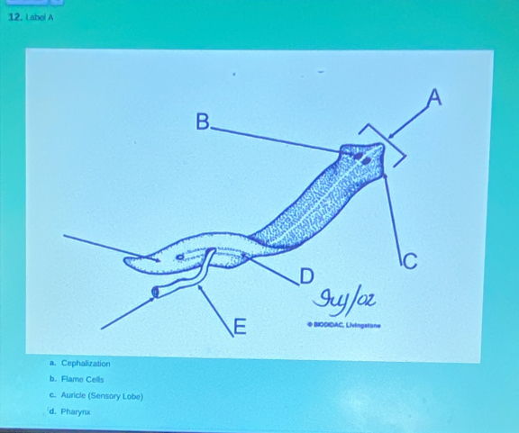 Label A
a. Cephalization
b. Flame Cells
c. Auricle (Sensory Lobe)
'd. Pharynx