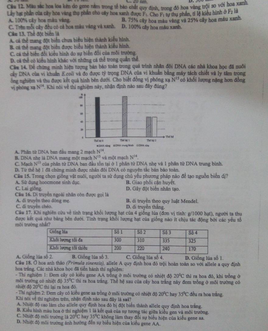 nm.
Câu 12. Màu sắc hoa loa kẻn do gene nằm trong tế bào chất quy định, trong đó hoa vàng trội so với hoa xanh.
Lây hạt phần của cây hoa vàng thụ phần cho cây hoa xanh được F_1. Cho F_1 tự thụ phần, tỉ lệ kiểu hình ở F_2 là
A. 100% cây hoa màu vàng. B. 75% cây hoa màu vàng và 25% cây hoa màu xanh.
C. Trên mỗi cây đều có cả hoa màu vàng và xanh. D. 100% cây hoa máu xanh.
Câm 13. Thể đột biển là
A. cá thể mang đột biển chưa biểu hiện thành kiểu hình.
B. cá thể mang đột biển được biểu hiện thành kiểu hình.
C. ca thể biến đổi kiểu hình do sự biến đổi của môi trường.
D. cá thể có kiểu hình khác với những cá thể trong quần thể.
Cầu 14. Để chứng minh hiện tượng bản bảo toàn trong quá trình nhân đôi DNA các nhà khoa học đã nuôi
cây DNA của vi khuẩn E.coli và đo được tỷ trọng DNA của vi khuẩn bằng máy tách chiết và ly tâm trong
ổng nghiệm và thu được kết quả hình bên dưới. Cho biết đồng vị phóng xạ N^(15) có khối lượng nặng hơn đồng
vì phóng xạ N^(14). Khi nói về thí nghiệm này, nhận định nào sau đây đúng?
A. Phần từ DNA ban đầu mang 2 mạch N^(14)
B. DNA nhẹ là DNA mang một mạch N^(15) và một mạch N^(14).
C. Mạch N^(15) của phân tử DNA ban đầu tồn tại ở 1 phân tử DNA nhẹ và 1 phân tử DNA trung bình.
D. Từ thể hệ 1 đã chứng minh được nhân đôi DNA có nguyên tắc bán bảo toàn.
Cầu 15. Trong chọn giống vật nuôi, người ta sử dụng chủ yểu phương pháp nào để tạo nguồn biển dị?
A. Sử dụng hoocmone sinh dục. B. Giao phối cận huyết.
C. Lai giống. D. Gây đột biển nhân tạo.
Câu 16. Di truyền ngoài nhân còn được gọi là
A. di truyền theo dòng mẹ. B. di truyền theo quy luật Mendel.
C. di truyền chéo. D. di truyền thắng.
Cầu 17. Khi nghiên cứu về tính trạng khối lượng hạt của 4 giống lủa (đơn vị tính: g/1000 hạt), người ta thu
được kết quả như bảng bên dưới. Tính trạng khổi lượng hạt của giống nào it chịu tác động bởi các yểu tổ
môi trường nhất?
A. Giống lúa số 2. B. Giống lúa số 3. C. Giống lúa số 4. D. Giống lúa số 1.
Câu 18. Ở hoa anh thảo (Primulo sinensis), allele A quy định hoa đỏ trội hoàn toàn so với allele a quy định
hoa trắng. Các nhà khoa học đã tiến hành thí nghiệm:
- Thí nghiệm 1: Đem cây có kiểu gene AA trồng ở môi trường có nhiệt độ 20°C thì ra hoa đỏ, khi trồng ở
môi trường có nhiệt độ 35°C thì ra hoa trắng. Thế hệ sau của cây hoa trắng này đem trồng ở môi trường có
nhiệt độ 20°C thỉ lại ra hoa đỏ.
- Thí nghiệm 2: Đem cây có kiểu gene aa trồng ở môi trường có nhiệt độ 20°C hay 35°C đều ra hoa trắng.
Khi nói về thí nghiệm trên, nhận định nào sau đây là sai?
A. Nhiệt độ cao làm cho allele quy định hoa đỏ bị đột biến thành allele quy định hoa trắng.
B. Kiểu hình màu hoa ở thí nghiệm 1 là kết quả của sự tương tác giữa kiều gen và môi trường.
C. Nhiệt độ môi trường là 20°C hay 35°C không làm thay đổi sự biểu hiện của kiểu gene aa.
D. Nhiệt độ môi trường ánh hưởng đến sự biểu hiện của kiều gene AA.