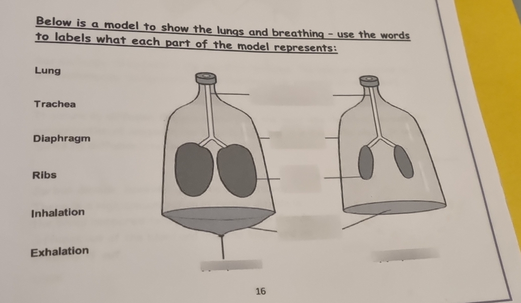 Below is a model to show the lungs and breathing - use the words
to labels what each part of the model represents:
Lung
Trachea
Diaphragm
Ribs
Inhalation
Exhalation
16