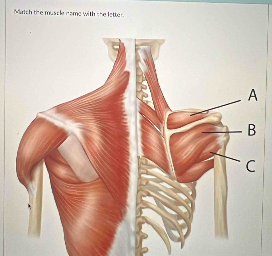 Match the muscle name with the letter.