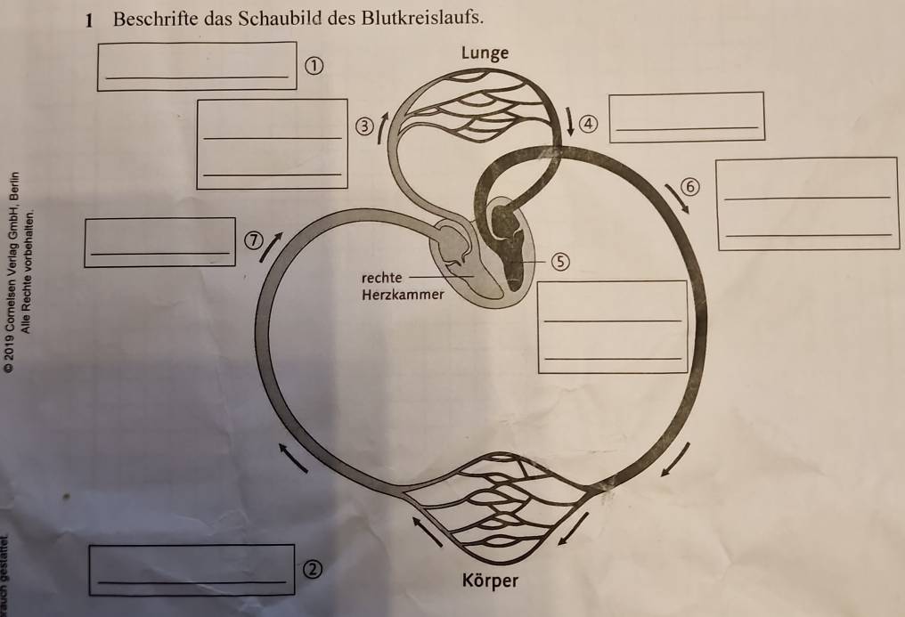 Beschrifte das Schaubild des Blutkreislaufs. 
_ 
; : 
_