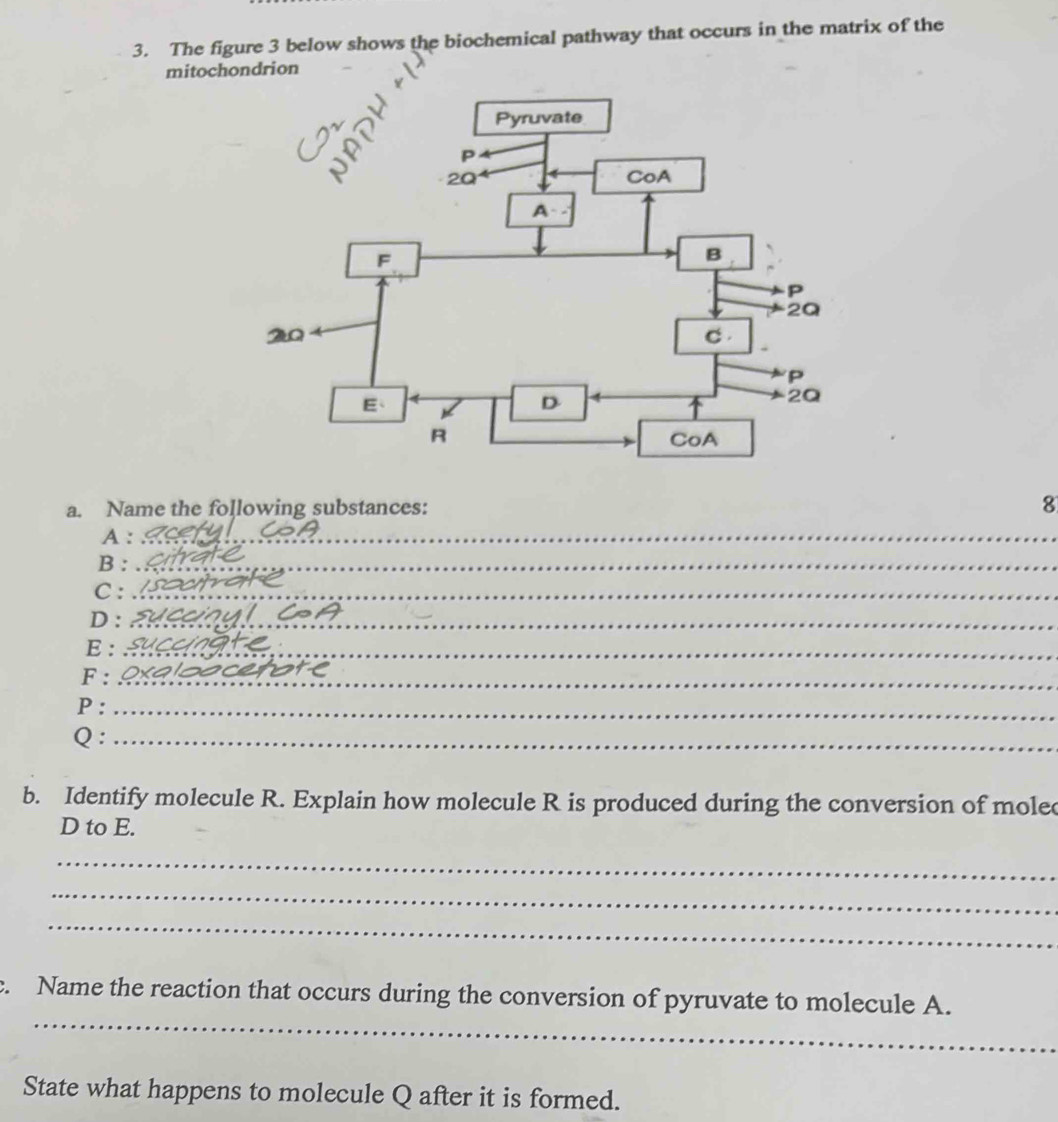 The figure 3 below shows the biochemical pathway that occurs in the matrix of the
mitochondrion
a. Name the following substances:
8
A :_
B :_
C :_
D :_
E :_
F :_
P :_
Q :_
b. Identify molecule R. Explain how molecule R is produced during the conversion of mole
D to E.
_
_
_
_
c. Name the reaction that occurs during the conversion of pyruvate to molecule A.
State what happens to molecule Q after it is formed.