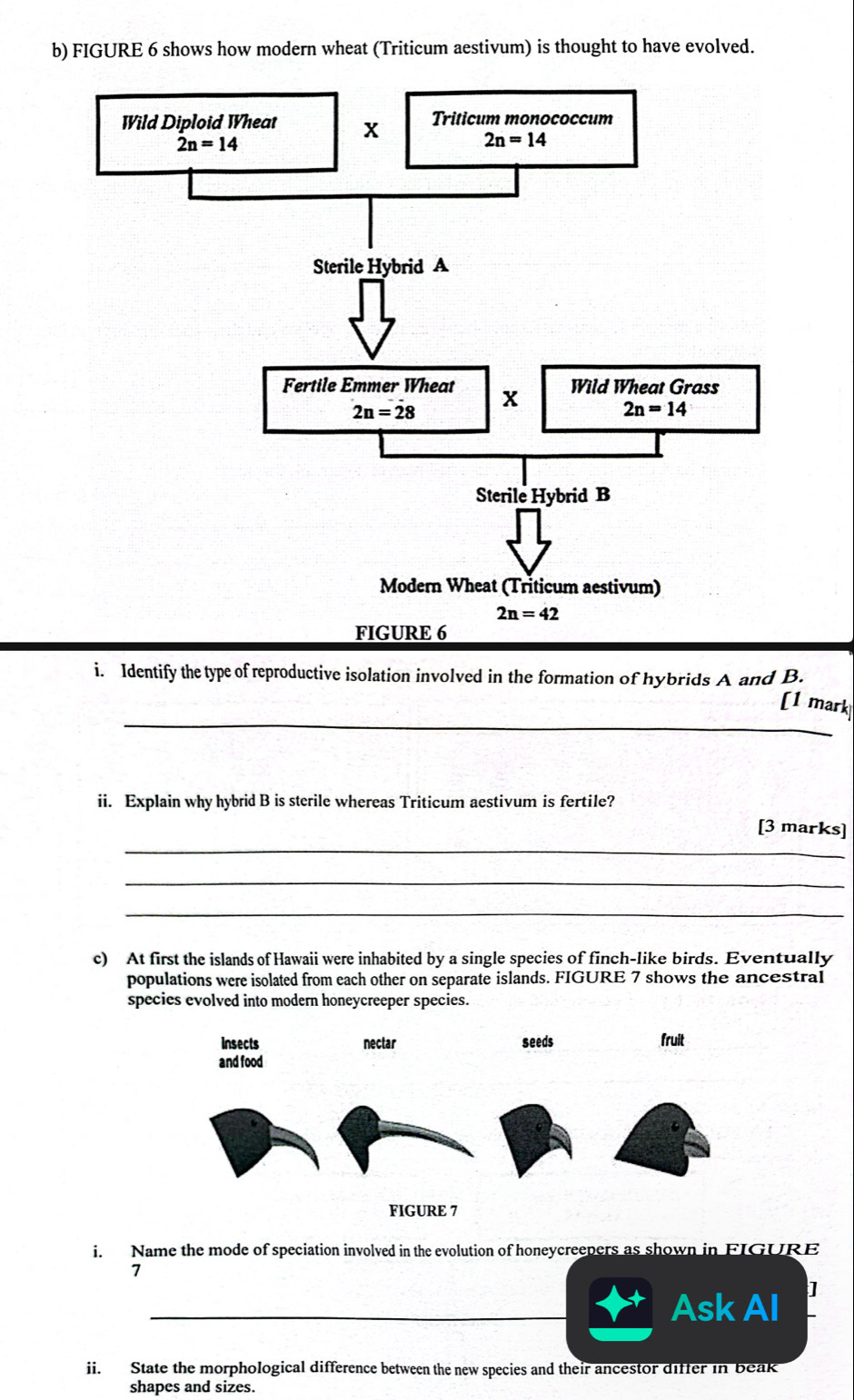 FIGURE 6 shows how modern wheat (Triticum aestivum) is thought to have evolved.
i. Identify the type of reproductive isolation involved in the formation of hybrids A and B.
_
[1 mark
ii. Explain why hybrid B is stcrile whereas Triticum aestivum is fertile?
_
[3 marks]
_
_
c) At first the islands of Hawaii were inhabited by a single species of finch-like birds. Eventually
populations were isolated from each other on separate islands. FIGURE 7 shows the ancestral
species evolved into modern honeycreeper species.
i. Name the mode of speciation involved in the evolution of honeycreepers as shown in FIGURE
7
_Ask AI ]
ii. State the morphological difference between the new species and their ancestor differ in beak
shapes and sizes.