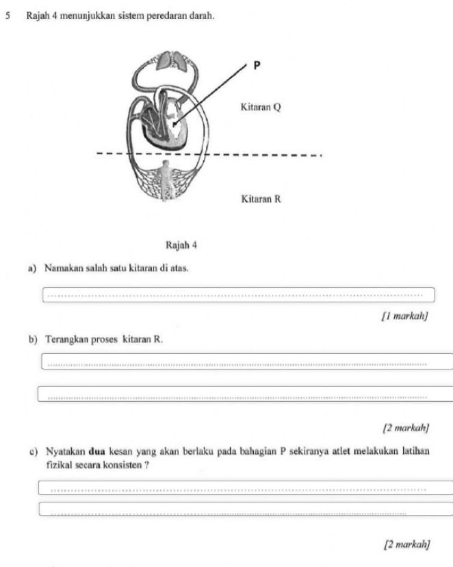 Rajah 4 menunjukkan sistem peredaran darah. 
Rajah 4 
a) Namakan salah satu kitaran di atas. 
[1 markah] 
b) Terangkan proses kitaran R. 
[2 markah] 
c) Nyatakan dua kesan yang akan berlaku pada bahagian P sekiranya atlet melakukan latihan 
fizikal secara konsisten ? 
[2 markah]