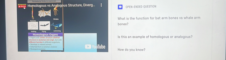 Pertadactyl limbs in mammal 
Homologous vs Analogous Structure, Diverg. a OPEN-ENDED QUESTION 
Wihates 
What is the function for bat arm bones vs whale arm 
bones? 
holding Hying 
Homologous Organs 
* Organs with similar structure (skeletal Mtructure or anatomy) and origin, but with Is this an example of homologous or analogous? 
=Develops in related animal = different function in different organisms 
# Orvergent evollution *Inherited form a common ancestor YouTube How do you know?