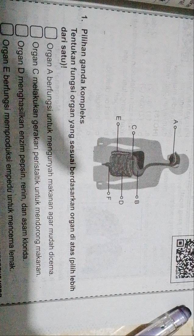 a
ar
1. Pilihan ganda kompleks
Tentukan fungsi organ yang sesuai berdasarkan organ di atas (pilih lebih
dari satu)!
Organ A berfungsi untuk mengunyah makanan agar mudah dicerna.
Organ C melakukan gerakan peristaltik untuk mendorong makanan.
Organ D menghasilkan enzim pepsin, renin, dan asam klorida.
Organ E berfungsi memproduksi empedu untuk mencerna lemak.